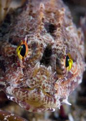 Long-spined scorpion fish.
Trefor Pier, N. Wales.
D200,... by Mark Thomas 
